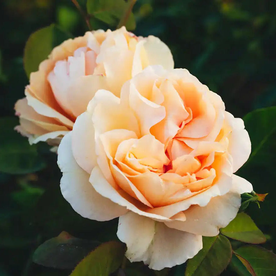 Rose - Lady Capri