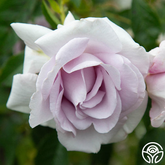 Rose - Lagerfeld