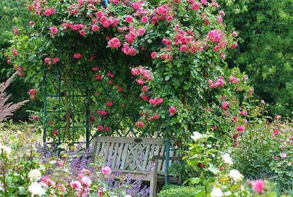 Garden Rose - Arborose Laguna