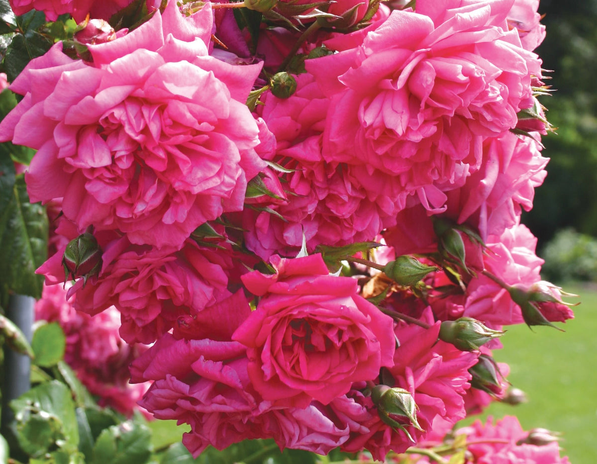 Garden Rose - Arborose Laguna