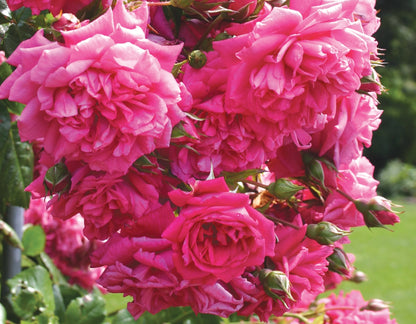 Garden Rose - Arborose Laguna