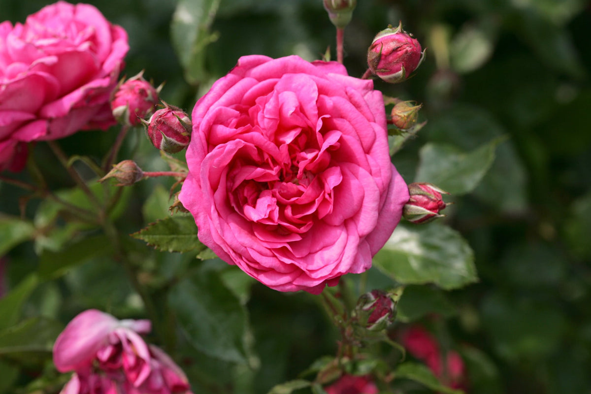 Garden Rose - Arborose Laguna
