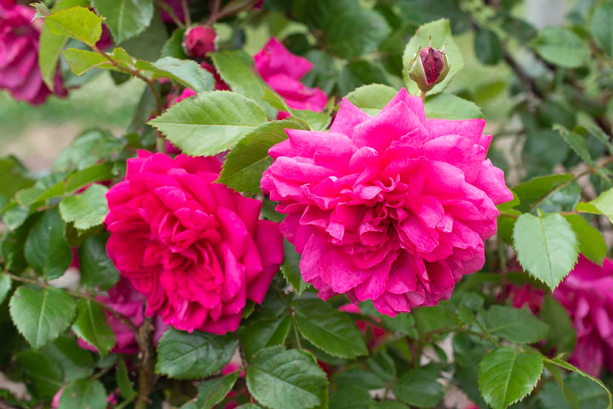 Garden Rose - Arborose Laguna