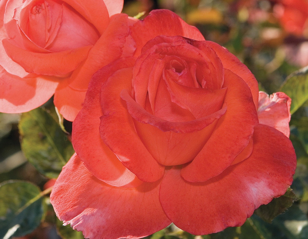 Rose - Lasting Peace