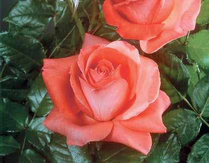 Rose - Lasting Peace