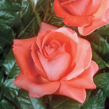 Rose - Lasting Peace