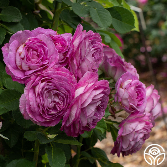 Rose - Climbing Lavender Crush