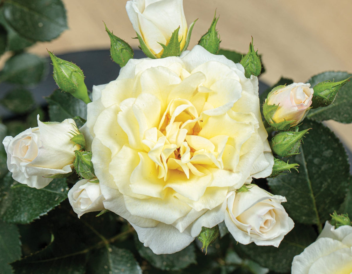 Rose - Sunblaze Lemon