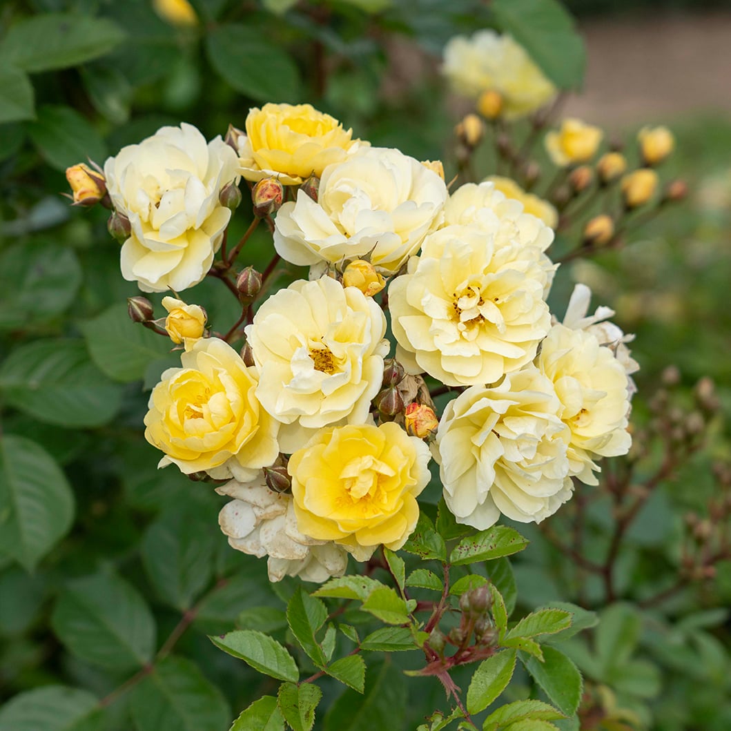 Rose - Lemon Frost