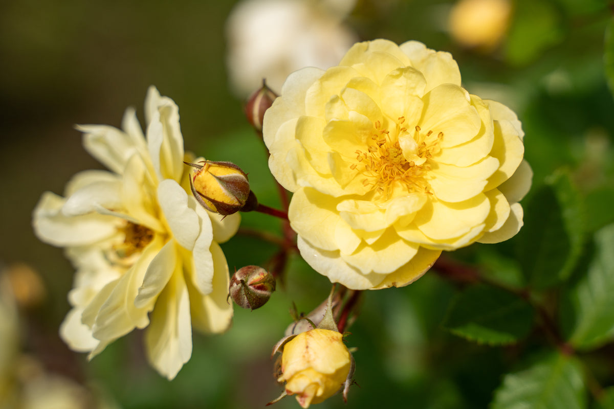 Rose - Lemon Frost