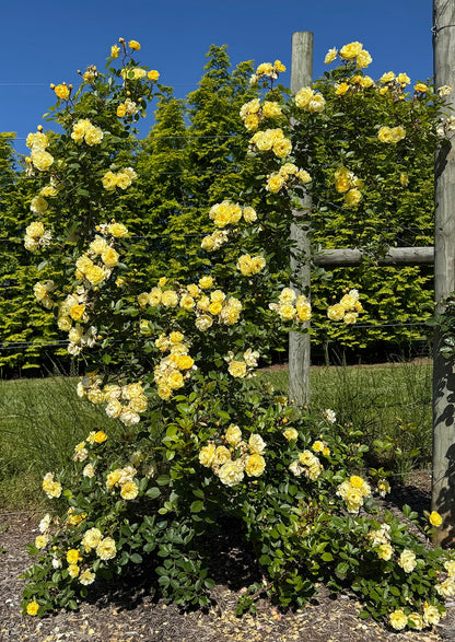 Rose - Lemon Frost
