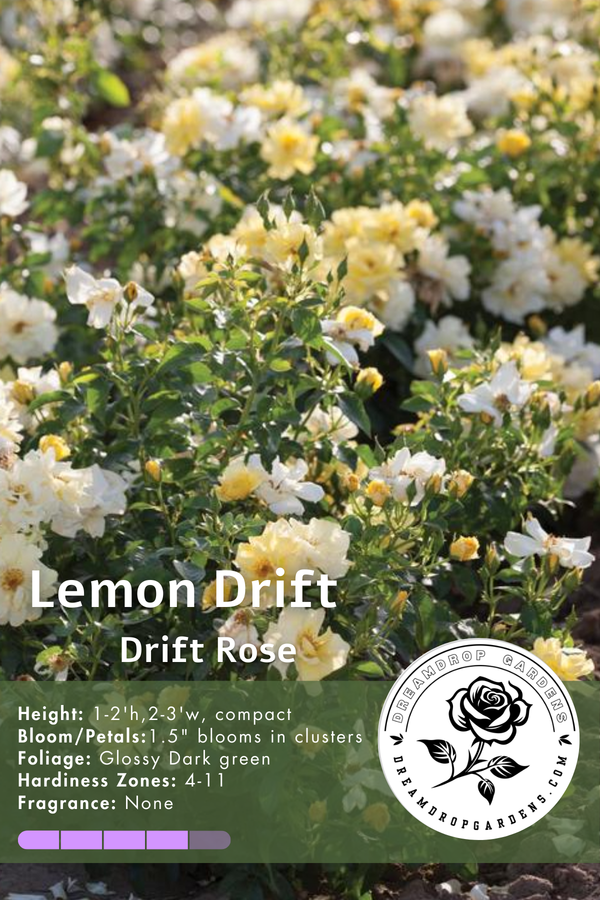 Rose - Groundcover - Lemon Drift – Realmdrop Shop