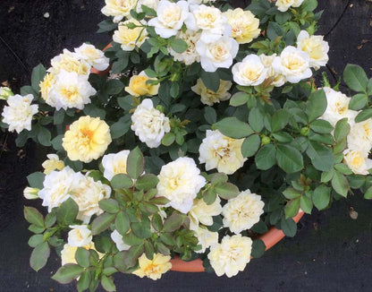 Rose - Sunblaze Lemon