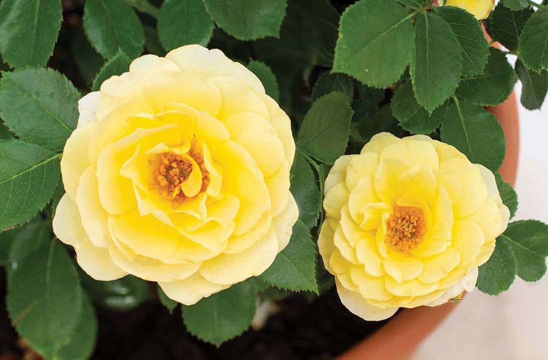 Rose - Sunblaze Lemon