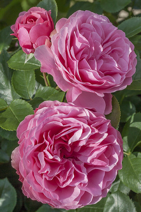 Rose - Leonardo Da Vinci
