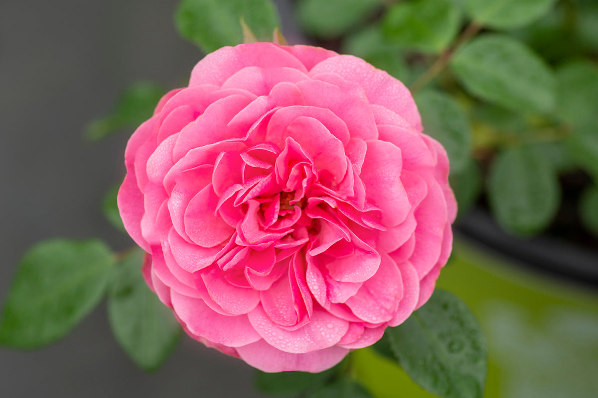 Rose - Leonardo Da Vinci