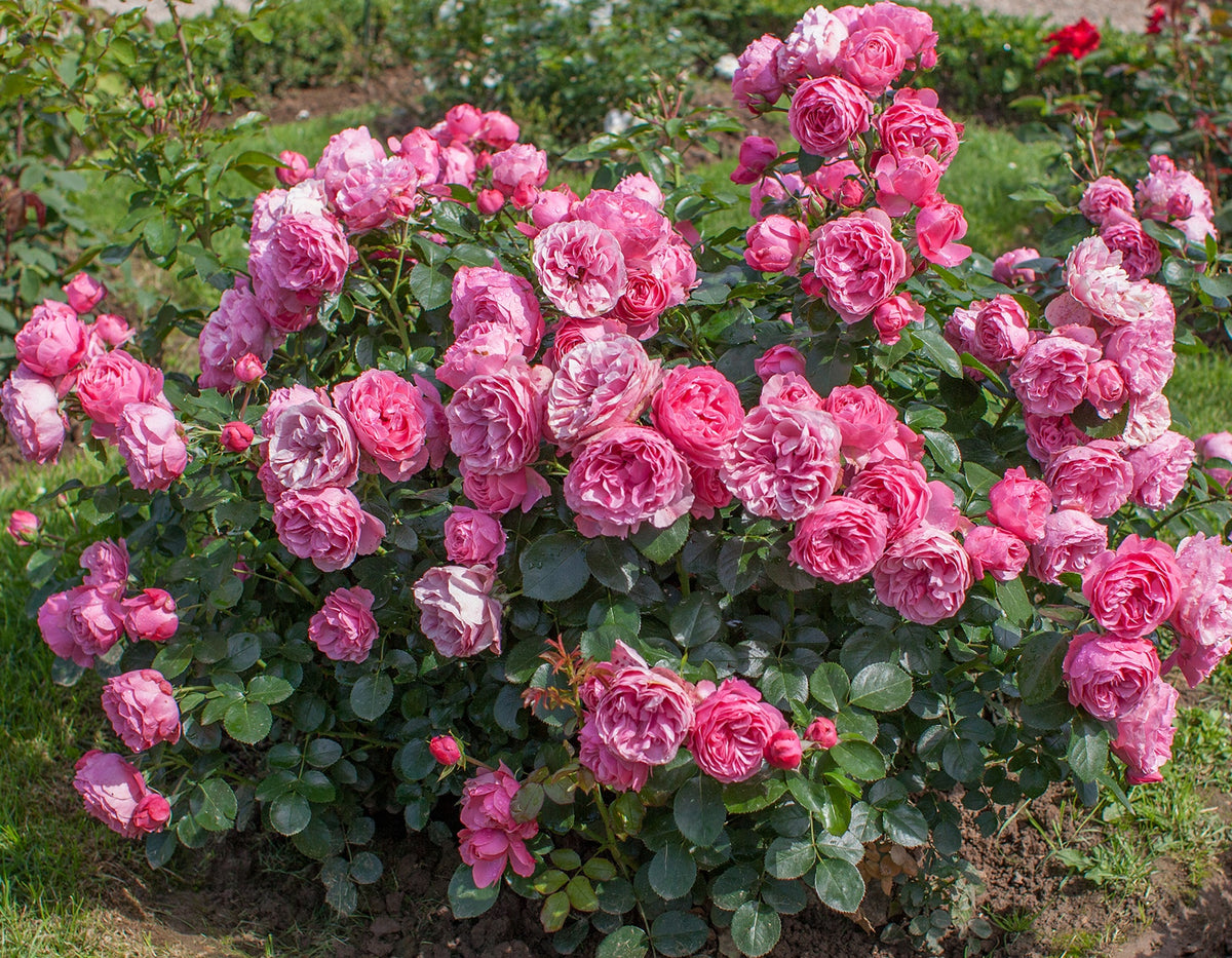 Rose - Leonardo Da Vinci