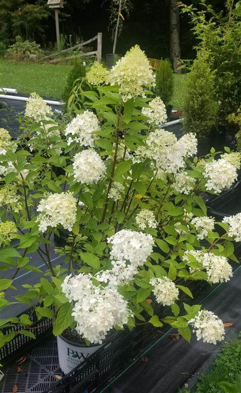 Hydrangea - Panicle - ‘Limelight’