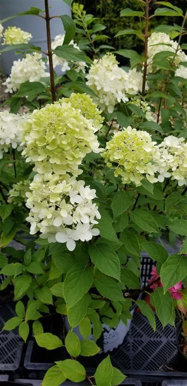 Hydrangea - Panicle - ‘Limelight’