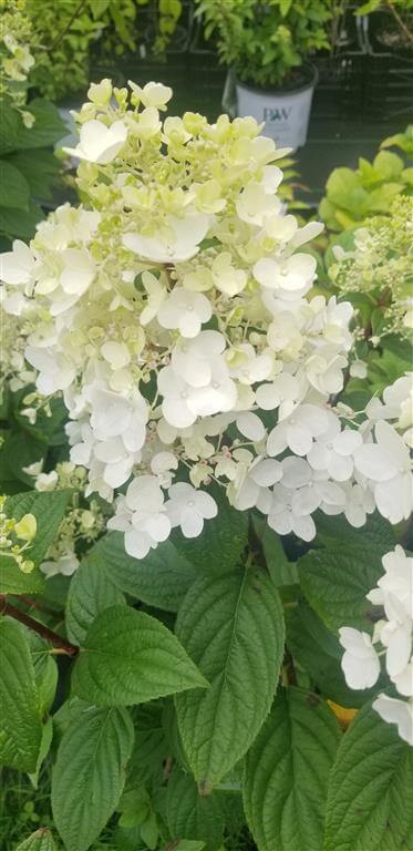 Hydrangea - Panicle - ‘Limelight’