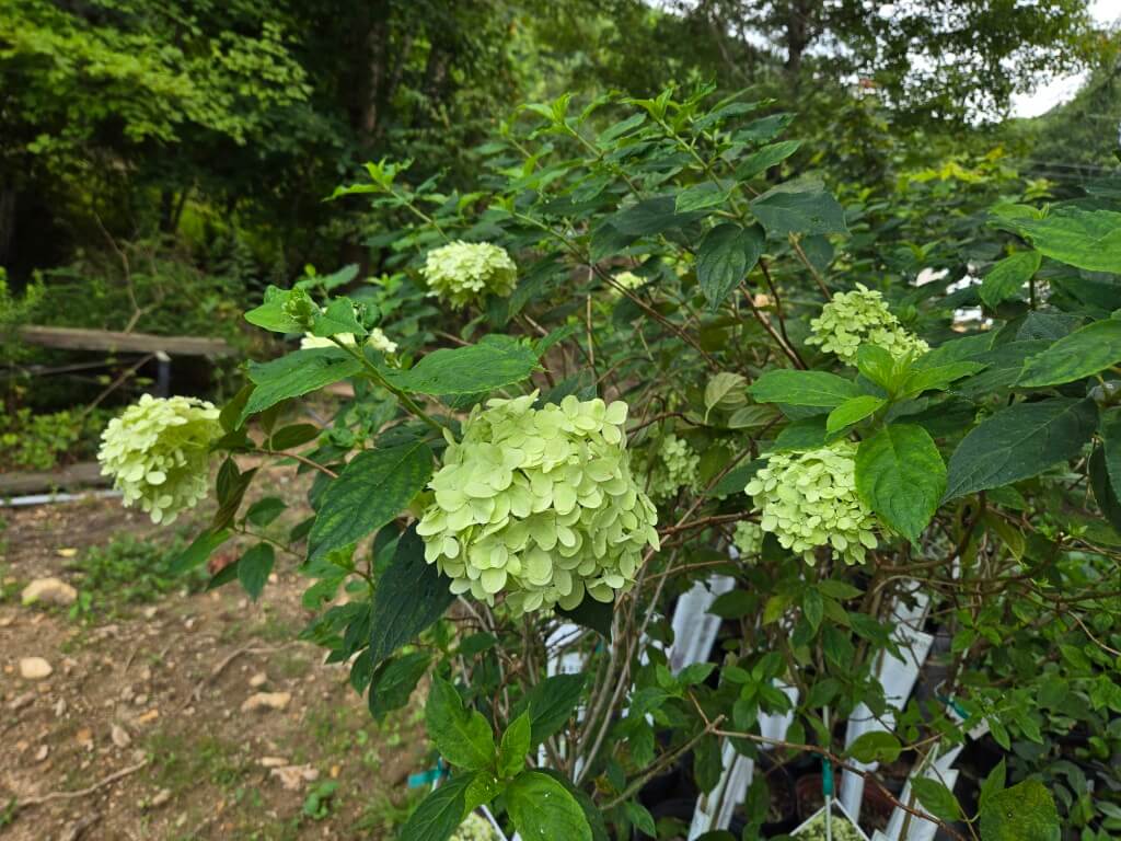 Hydrangea - Panicle - ‘Limelight’