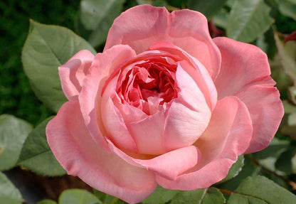 Rose - Liv Tyler