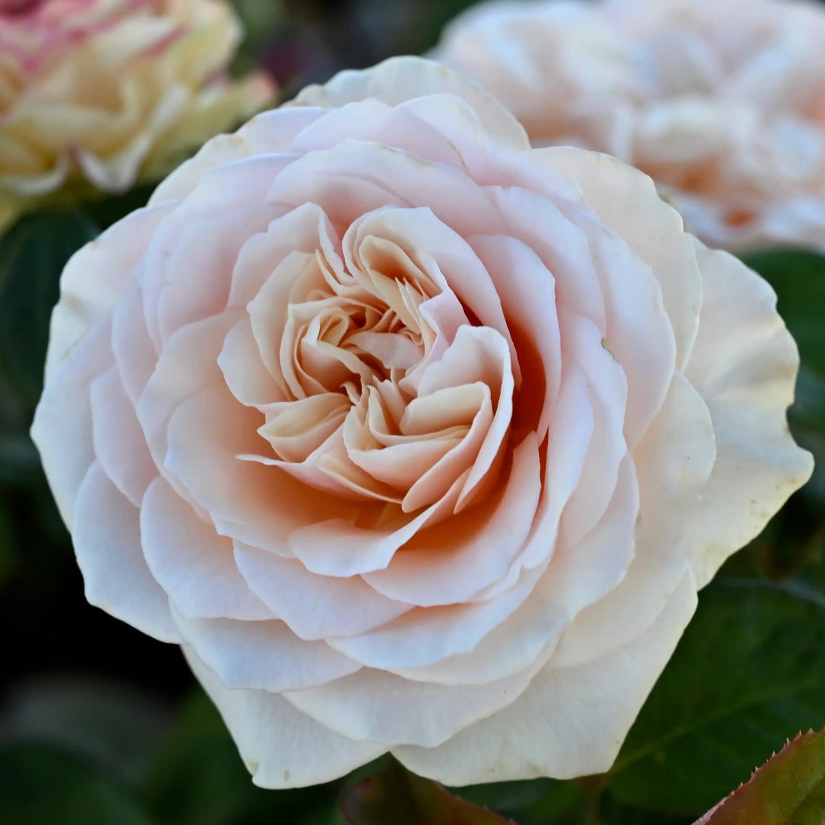 Rose - Love Fountain