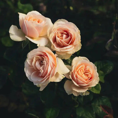 Rose - Love Fountain