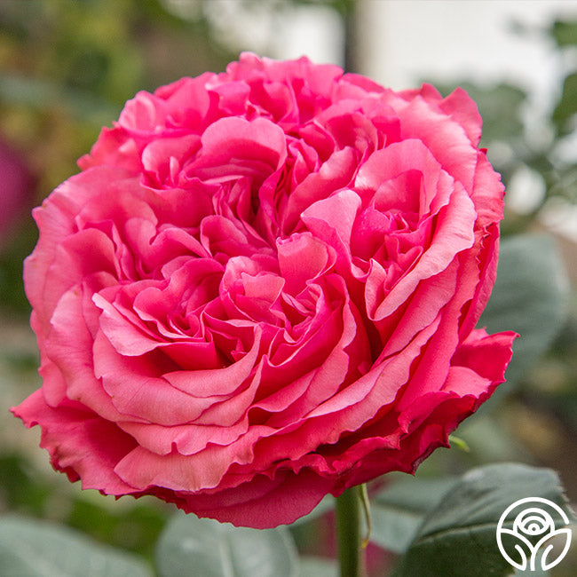 Rose - Loves Me, Loves Me Not