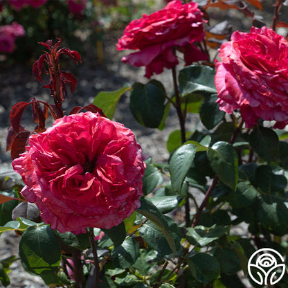 Rose - Loves Me, Loves Me Not