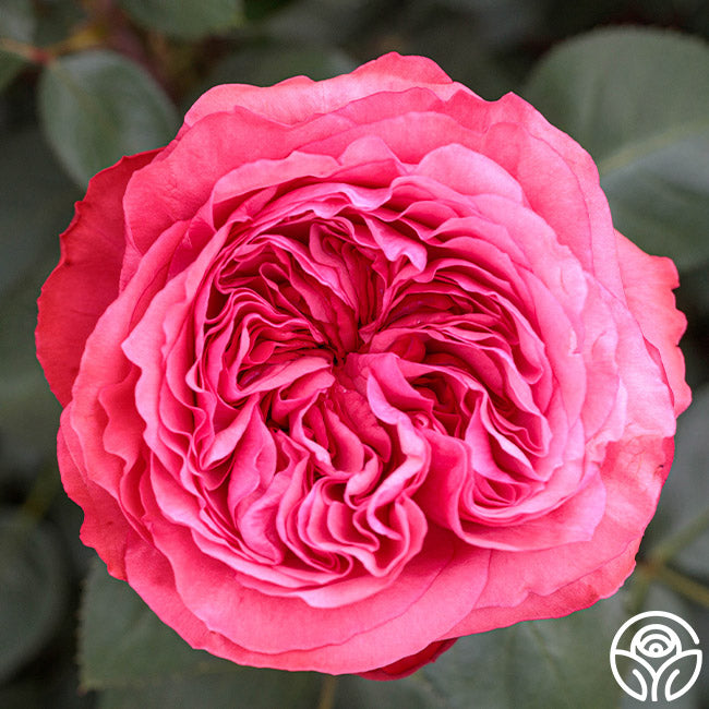 Rose - Loves Me, Loves Me Not