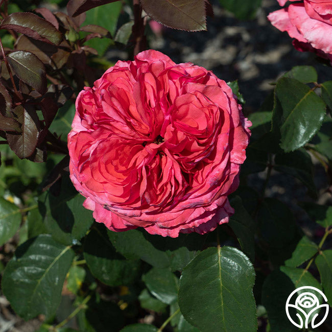 Rose - Loves Me, Loves Me Not