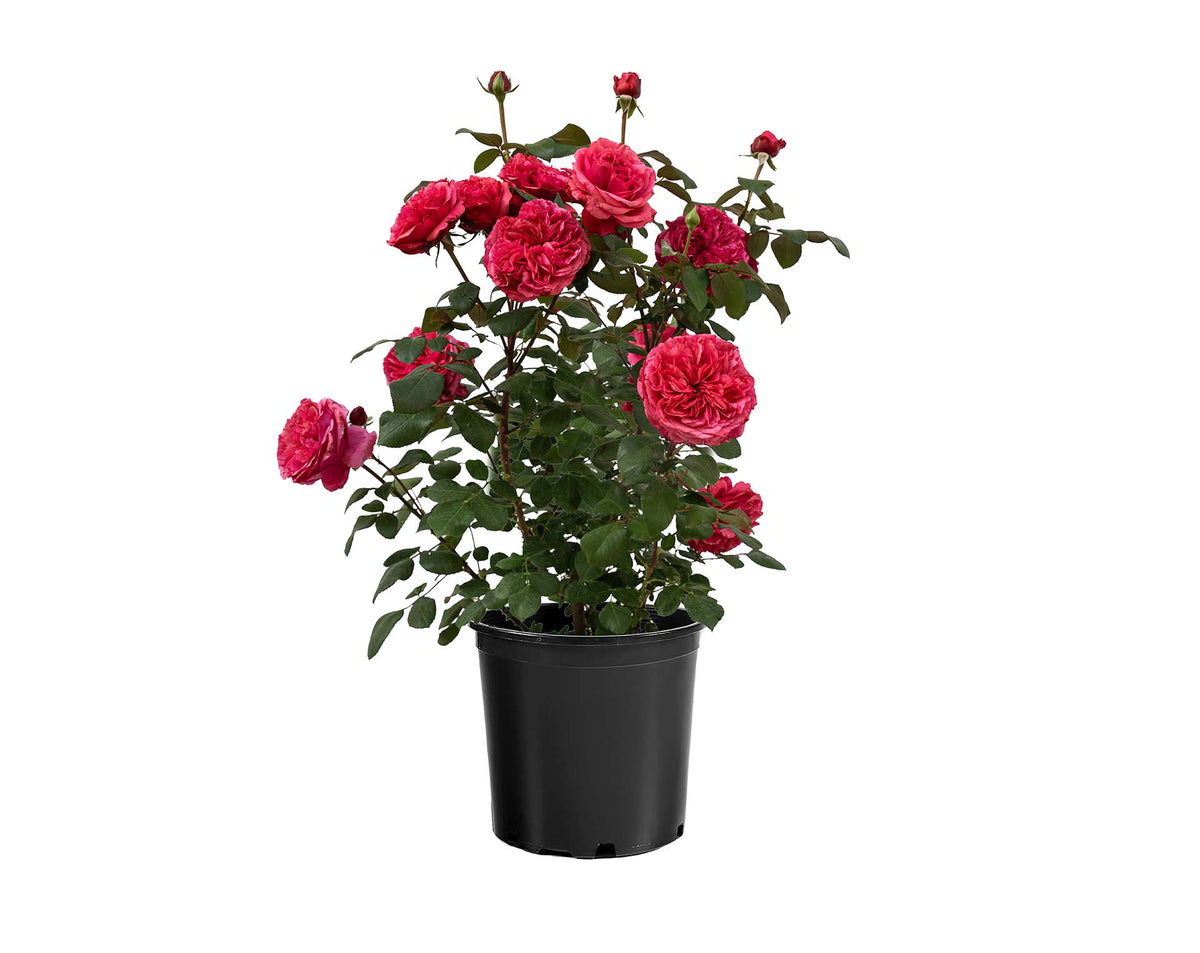 Rose - Loves Me, Loves Me Not