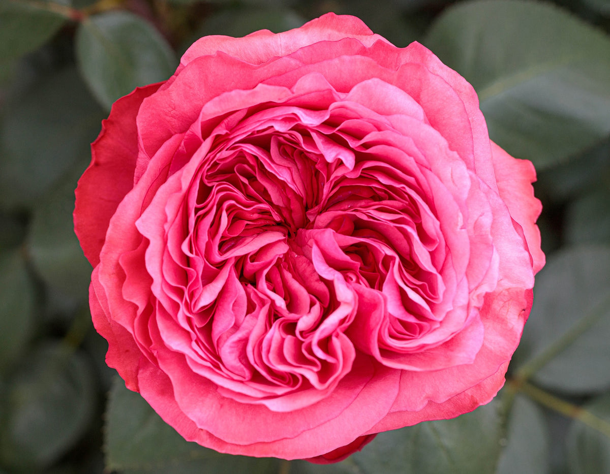 Rose - Loves Me, Loves Me Not