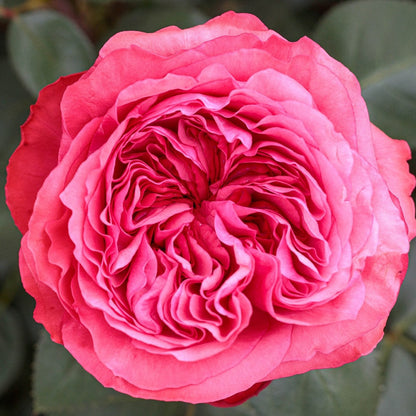 Rose - Loves Me, Loves Me Not