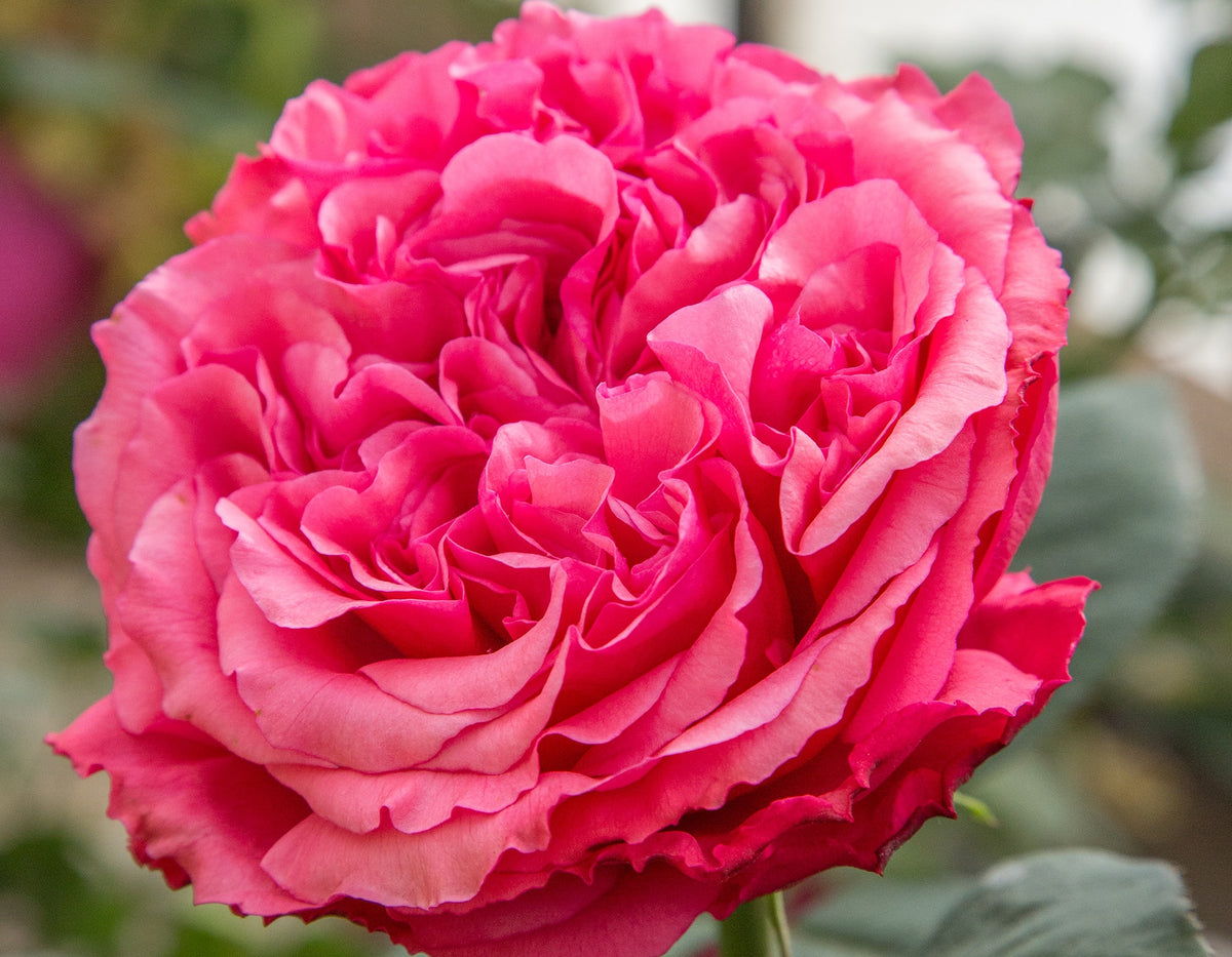 Rose - Loves Me, Loves Me Not
