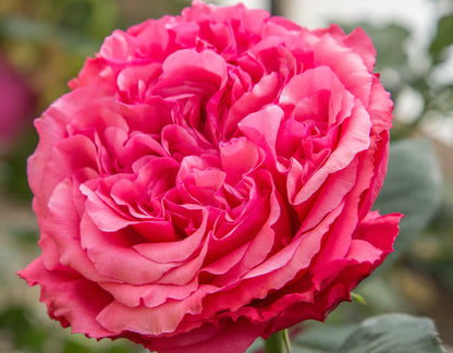Rose - Loves Me, Loves Me Not