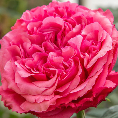 Rose - Loves Me, Loves Me Not