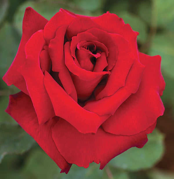 Rose - Love's Promise