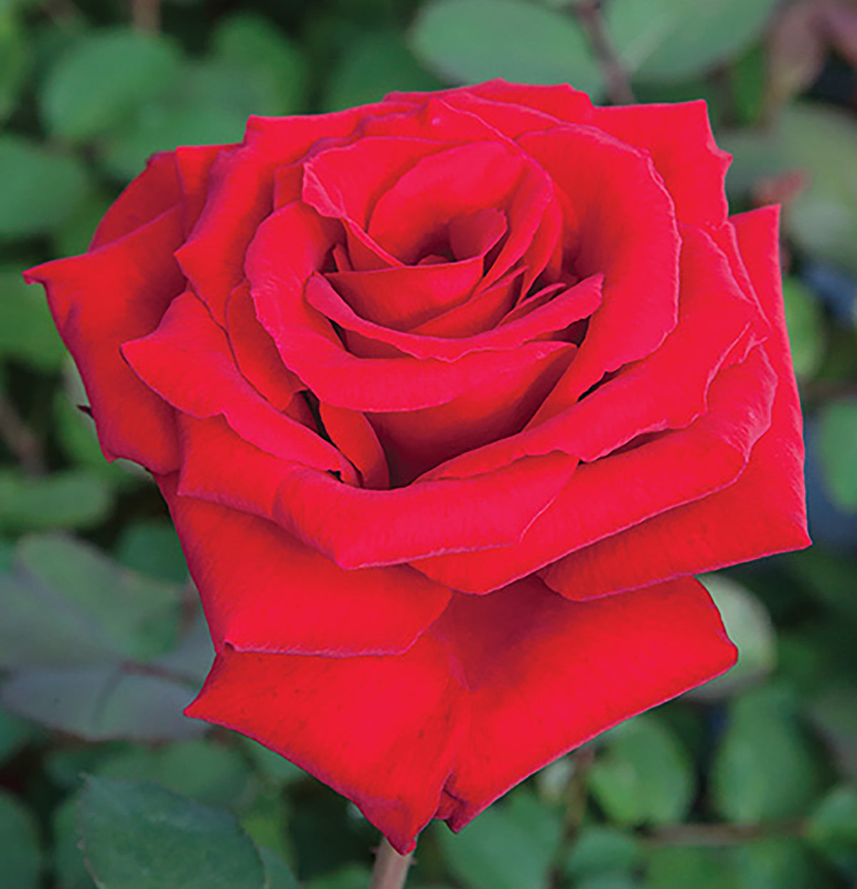 Rose - Love's Promise