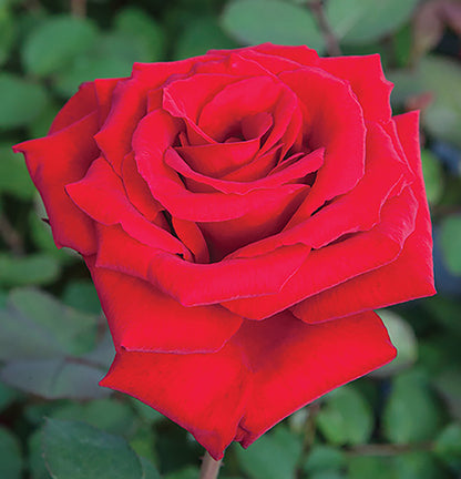 Rose - Love's Promise