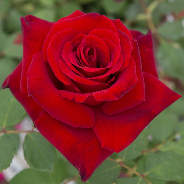 Rose - Love's Promise