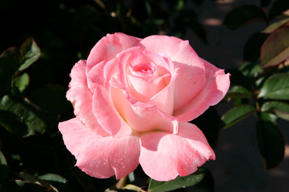 Rose - Secret