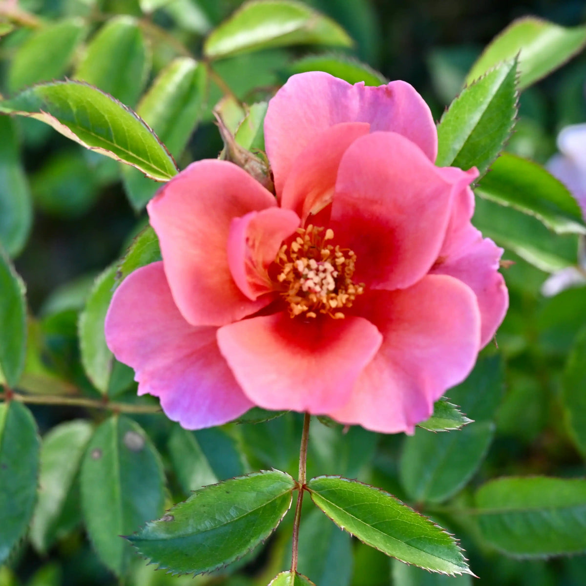 Rose - Maestro Babylon Eyes