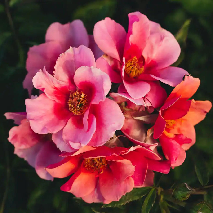 Rose - Maestro Babylon Eyes