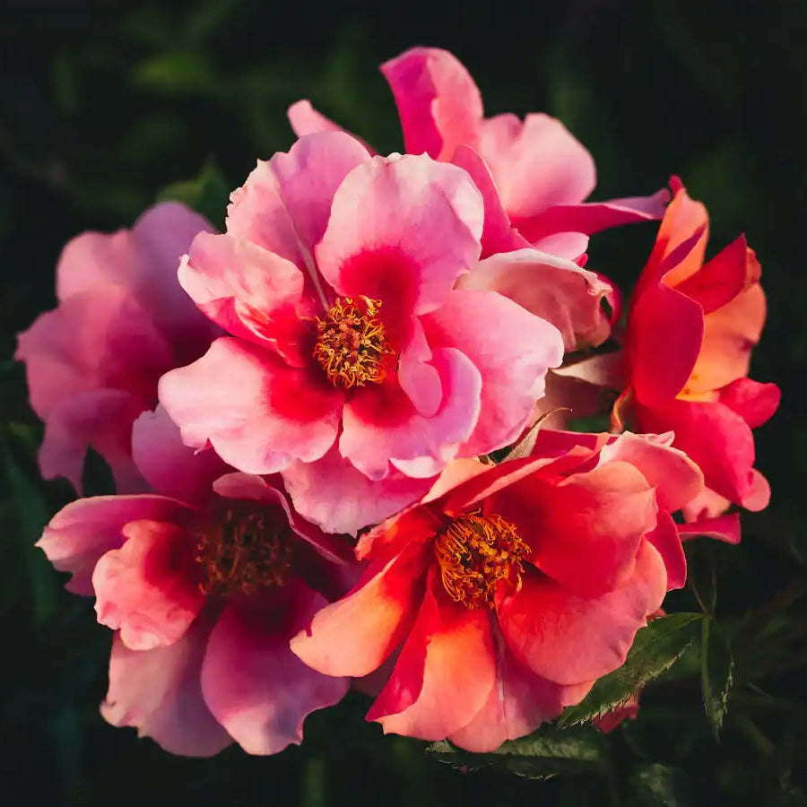 Rose - Maestro Babylon Eyes