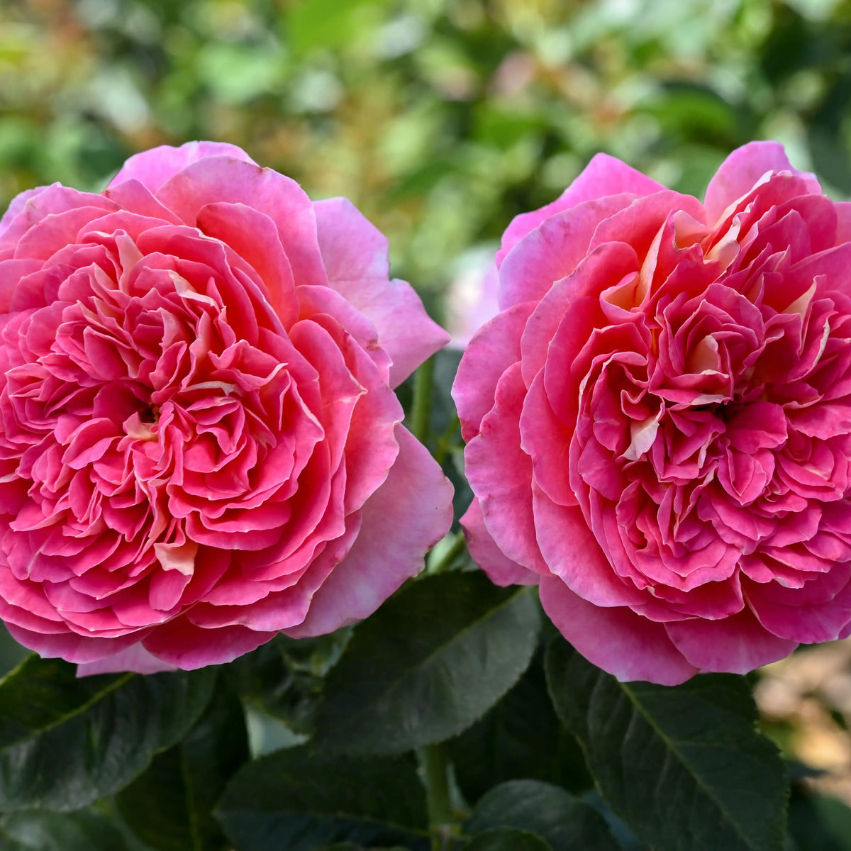 Rose - Maleica