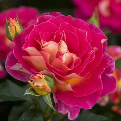 Rose - Maleica