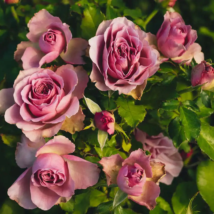 Rose - Montmartre