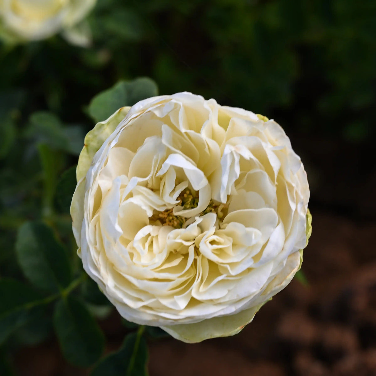 Rose - Marble Arch